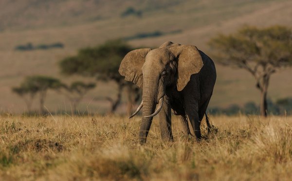 Quels sont les meilleurs spots pour observer les animaux sauvages en Tanzanie?